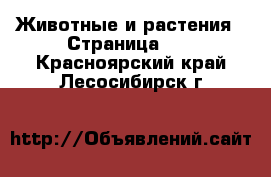  Животные и растения - Страница 11 . Красноярский край,Лесосибирск г.